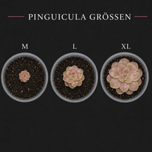 Load image into Gallery viewer, Pinguicula ehlersiae "rot"