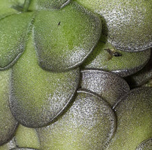 Load image into Gallery viewer, Pinguicula cyclosecta - Dulces Nombres, Nuevo León.
