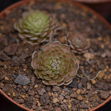 Load image into Gallery viewer, Pinguicula debbertiana "Metallic Purple".