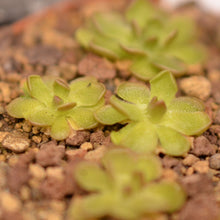 Laden Sie das Bild in den Galerie-Viewer, Pinguicula gracilis.