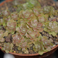 Laden Sie das Bild in den Galerie-Viewer, Pinguicula x "Florian".