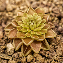 Laden Sie das Bild in den Galerie-Viewer, Pinguicula ehlersiae (Ascension).