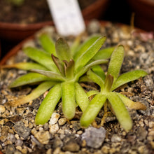 Laden Sie das Bild in den Galerie-Viewer, pinguicula plant