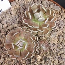 Load image into Gallery viewer, Pinguicula debbertiana "Metallic Purple".