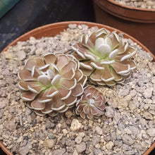 Load image into Gallery viewer, Pinguicula debbertiana "Metallic Purple".