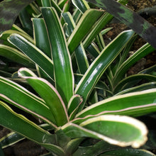 Load image into Gallery viewer, Neoregelia schultesiana "variegata".