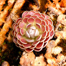 Laden Sie das Bild in den Galerie-Viewer, Pinguicula x "Florian"