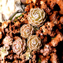 Laden Sie das Bild in den Galerie-Viewer, Pinguicula ehlersiae "rot"