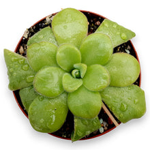 Load image into Gallery viewer, pinguicula plant