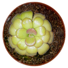 Load image into Gallery viewer, Pinguicula agnata