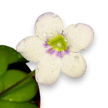 Load image into Gallery viewer, pinguicula plant