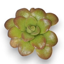 Load image into Gallery viewer, Pinguicula agnata "scented flower II, red".