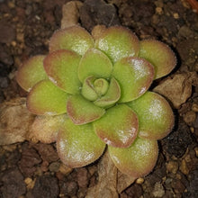 Load image into Gallery viewer, Pinguicula agnata "scented flower II, red".