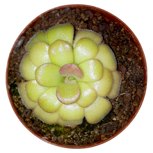 Load image into Gallery viewer, Pinguicula agnata