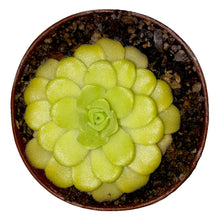 Laden Sie das Bild in den Galerie-Viewer, Pinguicula agnata (Zimapan, Hidalgo)
