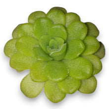 Laden Sie das Bild in den Galerie-Viewer, pinguicula plant