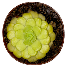 Laden Sie das Bild in den Galerie-Viewer, Pinguicula agnata (Zimapan, Hidalgo)