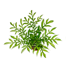 Laden Sie das Bild in den Galerie-Viewer, Eidechsenwurz, Titanwurz-Schwester - Amorphophallus konjac, Syn. A. rivieri