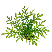 Load image into Gallery viewer, Amorphophallus konjac, Syn. A. rivieri