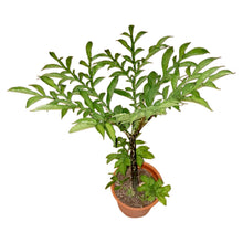 Load image into Gallery viewer, Amorphophallus konjac, Syn. A. rivieri