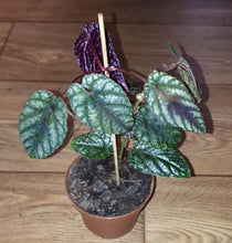 Laden Sie das Bild in den Galerie-Viewer, Begonienwein - Cissus discolor.