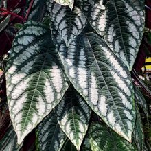 Laden Sie das Bild in den Galerie-Viewer, Begonienwein - Cissus discolor.