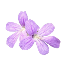 Laden Sie das Bild in den Galerie-Viewer, Pinguicula cyclosecta x emarginata
