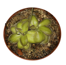 Laden Sie das Bild in den Galerie-Viewer, Pinguicula cyclosecta x emarginata