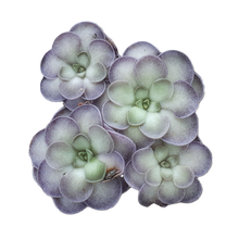 Laden Sie das Bild in den Galerie-Viewer, Pinguicula cyclosecta