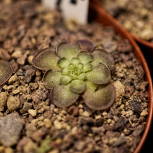 Laden Sie das Bild in den Galerie-Viewer, Pinguicula cyclosecta - Dulces Nombres, Nuevo León.