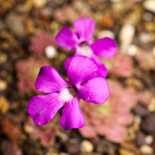 Laden Sie das Bild in den Galerie-Viewer, Pinguicula ehlersiae "type".