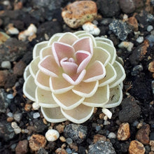 Laden Sie das Bild in den Galerie-Viewer, Pinguicula ehlersiae "type".