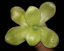 Load image into Gallery viewer, Pinguicula gigantea "Oaxaca, Mexico".