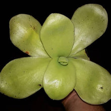 Laden Sie das Bild in den Galerie-Viewer, Pinguicula gigantea "Oaxaca, Mexico".