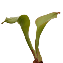 Laden Sie das Bild in den Galerie-Viewer, Sumpfkrug - Heliamphora x Godzilla