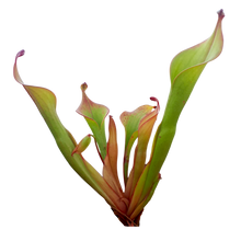 Laden Sie das Bild in den Galerie-Viewer, Sumpfkrug - Heliamphora x Godzilla