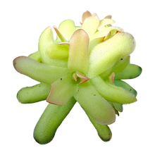 Laden Sie das Bild in den Galerie-Viewer, Pinguicula gracilis x moctezumae
