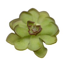 Laden Sie das Bild in den Galerie-Viewer, Pinguicula gracilis