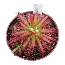 Laden Sie das Bild in den Galerie-Viewer, Drosera graomogolensis