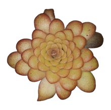 Load image into Gallery viewer, Butterwort Hybrid "HTS-P001"