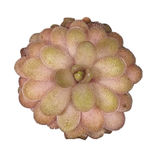 Load image into Gallery viewer, Butterwort Hybrid "HTS-P001"