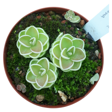 Load image into Gallery viewer, Pinguicula jaumavensis