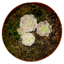 Load image into Gallery viewer, Pinguicula jaumavensis