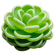 Load image into Gallery viewer, Pinguicula jaumavensis