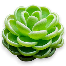 Load image into Gallery viewer, pinguicula plant