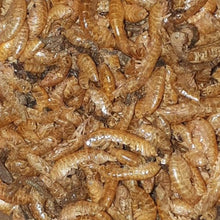 Laden Sie das Bild in den Galerie-Viewer, Karnivorenfutter (organisch).