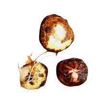 Load image into Gallery viewer, Lizard root, Titan root sister - Amorphophallus konjac, Syn. A. rivieri