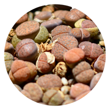 Load image into Gallery viewer, Lithops spec. - Lebende Steine