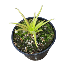 Laden Sie das Bild in den Galerie-Viewer, Pinguicula medusina x moctezumae