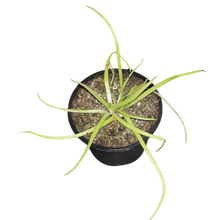 Load image into Gallery viewer, Pinguicula moctezumae